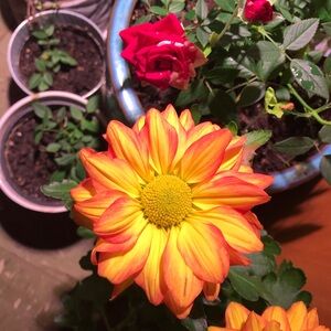 Flower is love is seeds sales